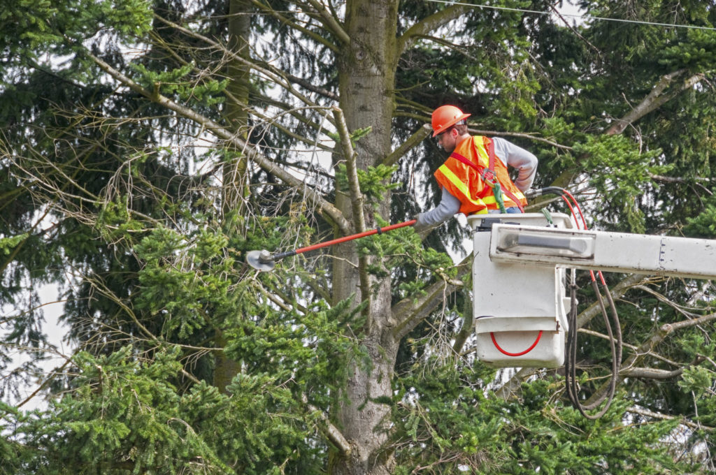 tree trim power lines