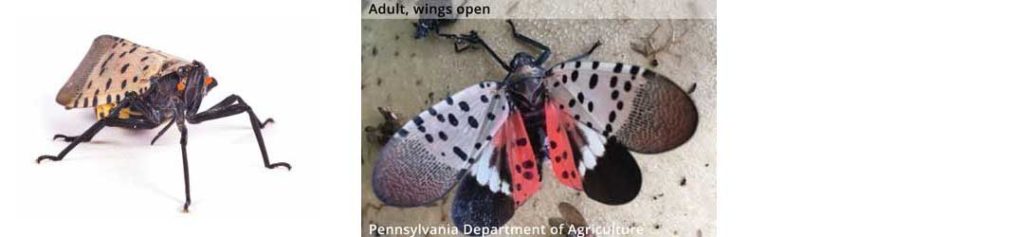 Spotted Lanternfly