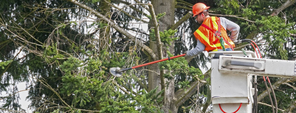 PECO tree work